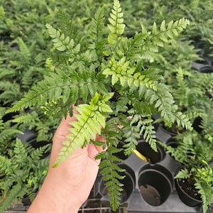 May include: A small green fern plant with light green leaves in a person's hand. The fern is in a black plastic pot.