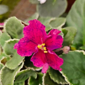VaT Real Life African Violet live plant, young starter in a 4&quot; pot | Pink variegated Violet | 2 plants required per order |