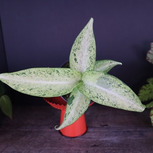 Dieffenbachia Camoflage in a 4&quot; pot live plant | 2 plants required per order |