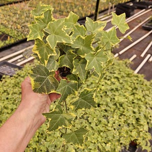 English Ivy &quot;Goldchild&quot;  Hedera helix in a 4&quot; pot | 2 plants required per order |