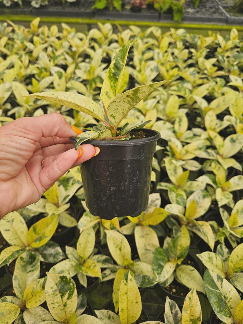 Ficus Shivereana ‘moonshine’ Plant | Variegated Tropical Houseplant ...