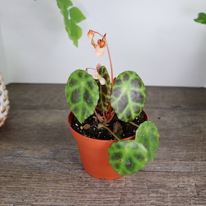May include: A potted begonia plant featuring rounded, textured leaves with a dark green and black spotted pattern. The plant has thin, reddish stems and small, pale pink flowers extending upward from the center of the foliage in a plastic pot.
