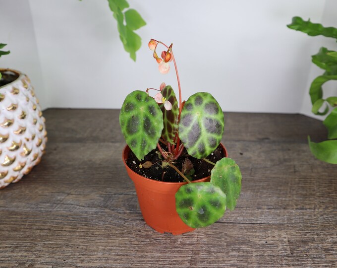 Begonia Kingiana Tortoise Shell Begonia Live Terrarium Etsy