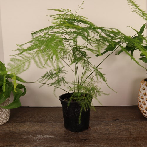 Asparagus Fern Etsy