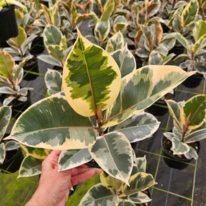 May include: A variegated rubber plant with large, green and cream leaves. The plant is potted and has a hand holding the leaves.
