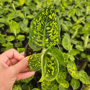 Diffenbachia Reflector in a 4&quot; pot, live white green plant, speckled Dieffenbachia, spotted white dumb cane | two plant minimum with orders|