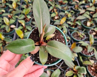 Black Cardinal Philodendron 4 Pot **ALL Starter Plants Require You to  Purchase 2 Plants! ** - Etsy