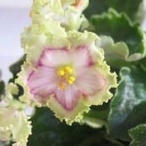 Buckeye Irish Lace African Violet live plant, young starter in a 4" pot | plant lover gift | 2 plants required per order |