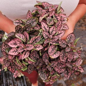 May include: A close-up of a pink and green houseplant with speckled leaves. The plant is being held by a person's hands.