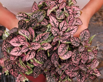 LIVE Splash plant Pink Polka dot plant, Hypoestes Pink 4" pot, live Pink splash hypoestes plants | 2-Plant Minimum |