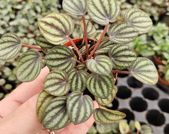 Piccolo Peperomia starter plug, peperomia Piccolo Banda in a miniature 2" *2 item minimum with starters*