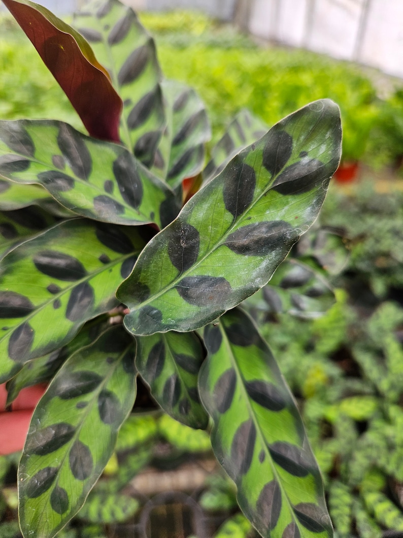 FreshFromGreenhouse Rattlesnake Calathea Plant