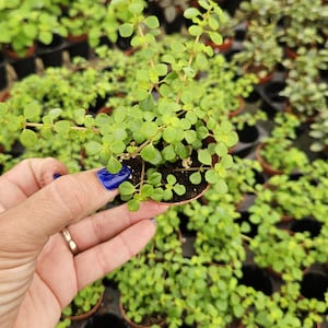 Pilea depressa &#39;tiny baby tears&#39; in a miniature 2&quot; pot | 2 plants required per order |