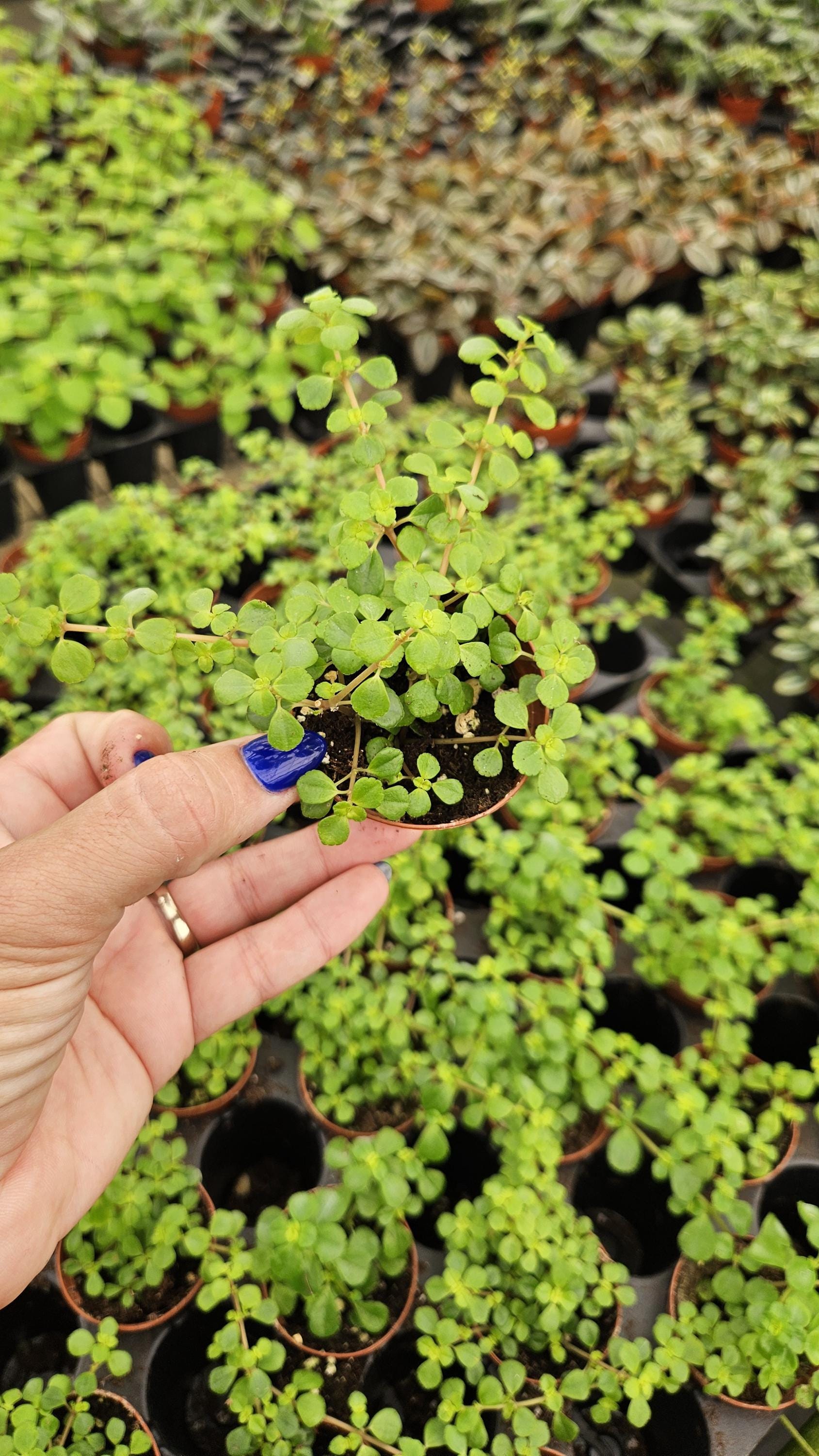 Pilea depressa 'tiny baby tears' in a miniature 2" pot | 2 plants required per order |