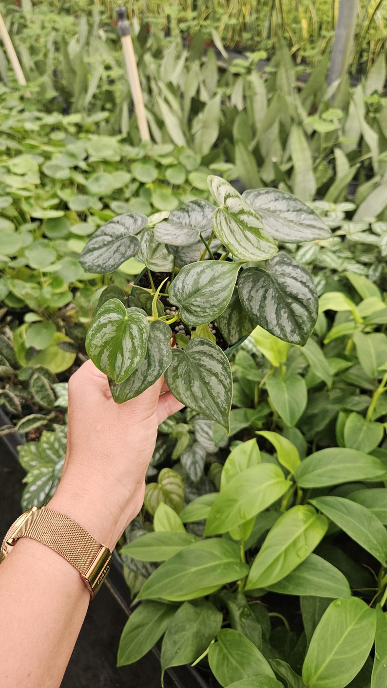 Philodendron brandtianum - Thumbnail 2