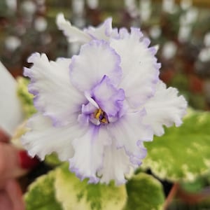 Harmony&#39;s News Flash African Violet live plant, young pre-finished starter in a 4&quot; pot | 2 plant minimum order required |