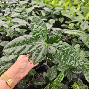 May include: Close-up of a green tea plant with large, dark green leaves. The plant is growing in a pot and is surrounded by other plants.