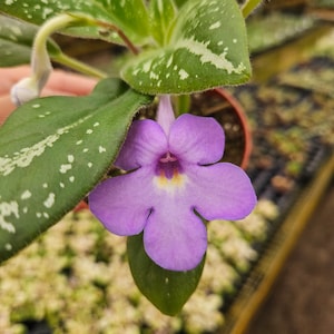 Michaelmoelleria vietnamensis (Gesneriaceae) live plant in a 4&quot; pot *2 item minimum on orders*