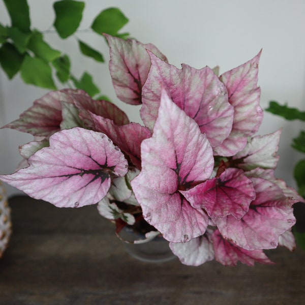 Rex Begonia 'Indian Summer' Live Plant in 5" Pot | Silver Variegated Begonia | Colorful Houseplant | Indoor Tropical Plant