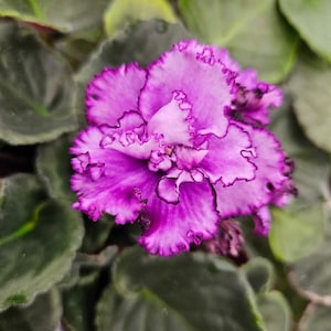 Violette africaine Midnight Twist, jeune plant en pot de 10 cm | Cadeau pour les amoureux des plantes | 2 plants requis par commande |