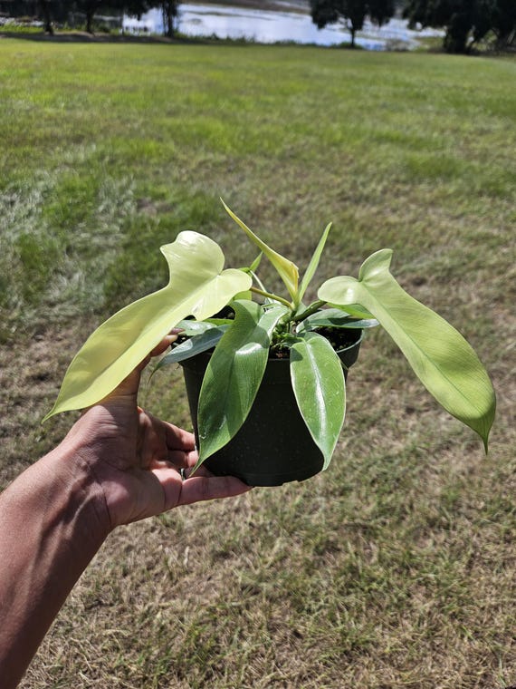 philodendron attenuatum Philodendron atabapoense XL | Plants main image 0