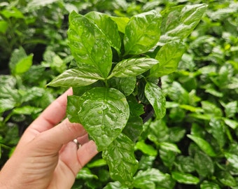 Coffee in a 4&quot; pot, Coffea Arabica live edible plant  | 2 plants required per order |