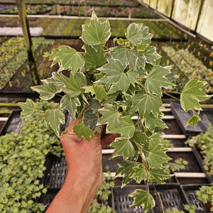 English ivy &quot;Mathilde&quot; live plant in a 4&quot; pot | 2 plants required per order |