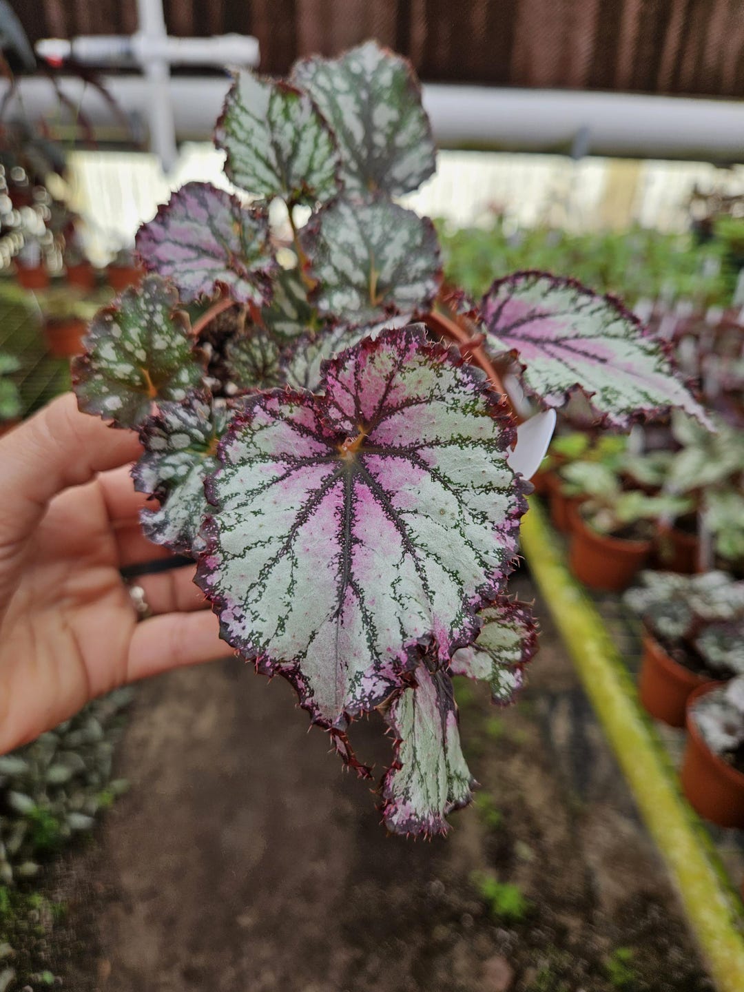 Rex Raptor Blush Begonia Harmony's Prismatic Blush Live Plant | 4
