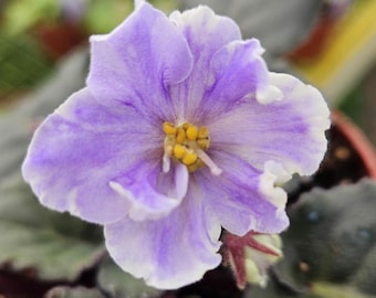 Harmony's Cotton Candy African Violet live plant, young starter in a 4" pot | plant lover gift | 2-Plant Minimum |