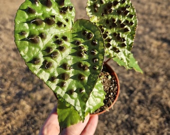 Begonia Ferox Live Plant | 4" Pot | Rex Begonia Hybrid | Fuzzy Foliage Houseplant | Collector Begonia | 2-Plant Minimum