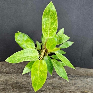 Philodendron Painted lady live tropical plant in a 4" pot, variegated philodendron | 2 plants required per order |