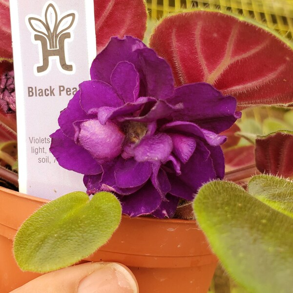 African Violet Live Leaf Etsy