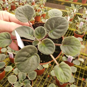 Apache Bow African Violet live plant, young starter in a 4" pot | plant lover gift | 2 plants required per order | Plant Only