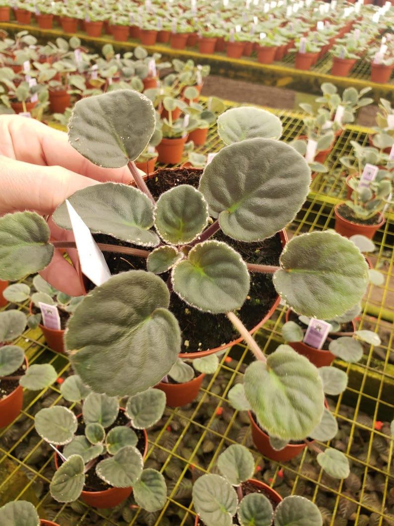 Apache Bow African Violet live plant, young starter in a 4" pot | plant lover gift | 2 plants required per order | Plant Only