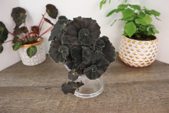 Planta de begonia negra ''Dark Mambo'' begonia - Etsy México