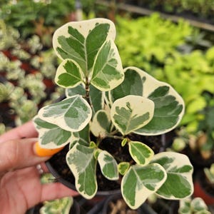 May include: A small potted plant with variegated leaves. The leaves are a mix of green and creamy white, with a rounded, heart-like shape. The plant is in a black plastic pot, and other plants are visible in the background.