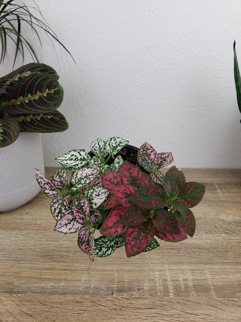Hypoestes Splash Plant: A Hypoestes phyllostachya plant in a black pot featuring variegated leaves in shades of white, light pink, and deep red with green speckles. The plant displays a dense cluster of foliage with distinct color patterns on each leaf.