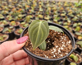 Philodendron 'Black Gold' 4"