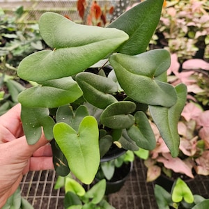 Fern plant, Heart Fern in a 6&quot; pot Hemionitis arifolia Heart Fern, live fern starter plant 2 plants required per order |