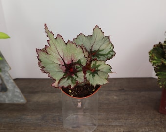 Rare Rex Begonia Rumba live plant 4' pot Rare Rex Begonia Rumba live plant 4' pot