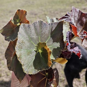 May include: Close-up of begonia leaves with a mix of colors. The leaves have a central green area with a star-like pattern, surrounded by a brown and reddish-purple edge. The edges are slightly serrated, and the leaves have a textured appearance.