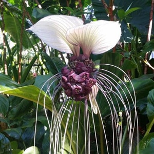 Rare White Bat Plant (Tacca Integrifolia) - 4&quot; Pot Live Tropical Houseplant - Exotic Indoor Foliage | 2 plants required per order