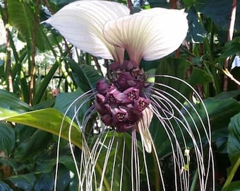 May include: A white flower with long, thin, white tendrils hanging down. The flower has a cluster of dark purple buds in the center.