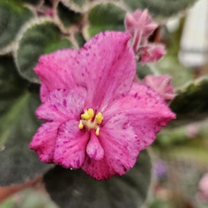May include: A close-up of a pink African violet flower with yellow pollen. The flower has a speckled pattern and is in bloom.