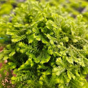 Golden club moss fern plant live moss lime green spike moss, selaginella kraussiana "Aurea" in a 4" pot | 2 plants required per order