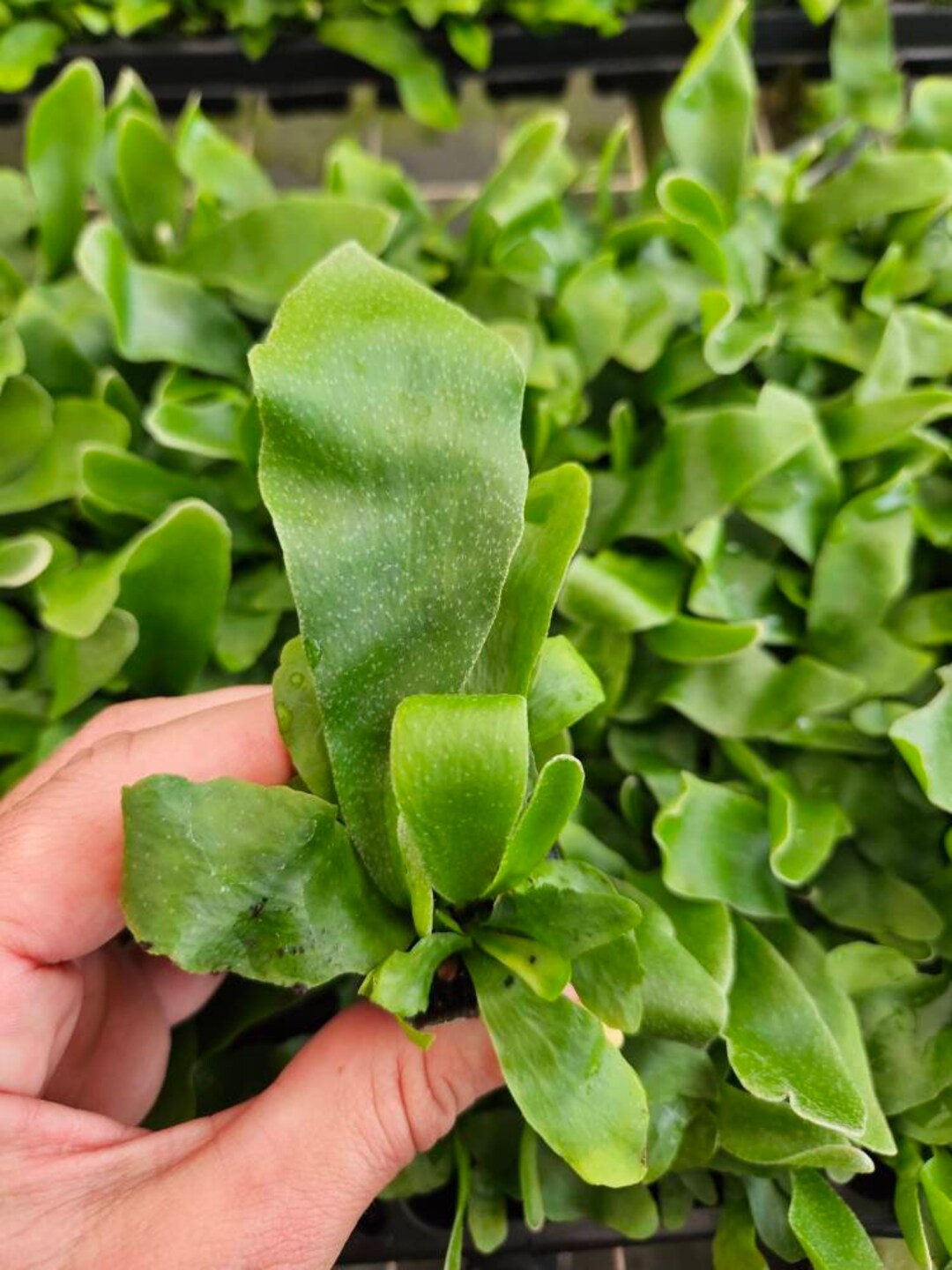 Stag Horn Fern Plant 1 Plug Live Staghorn Fern Starter Etsy