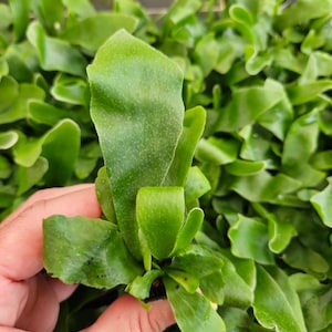 Staghorn Fern – Live Plant in a 1” starter Pot, Unique Platycerium Fern for Indoor Spaces, Easy Care, Perfect Gift, 2 Plants Minimum&quot;