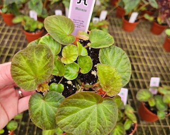 Begonia Manaus plant  | Young prefinished starter plug in a 4" Pot | Rex Begonia Hybrid | 2-Plant Minimum