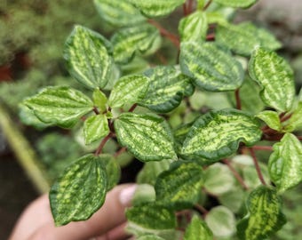 Peperomia Meridana Variegated Green Peperomia | 2-Plant Minimum