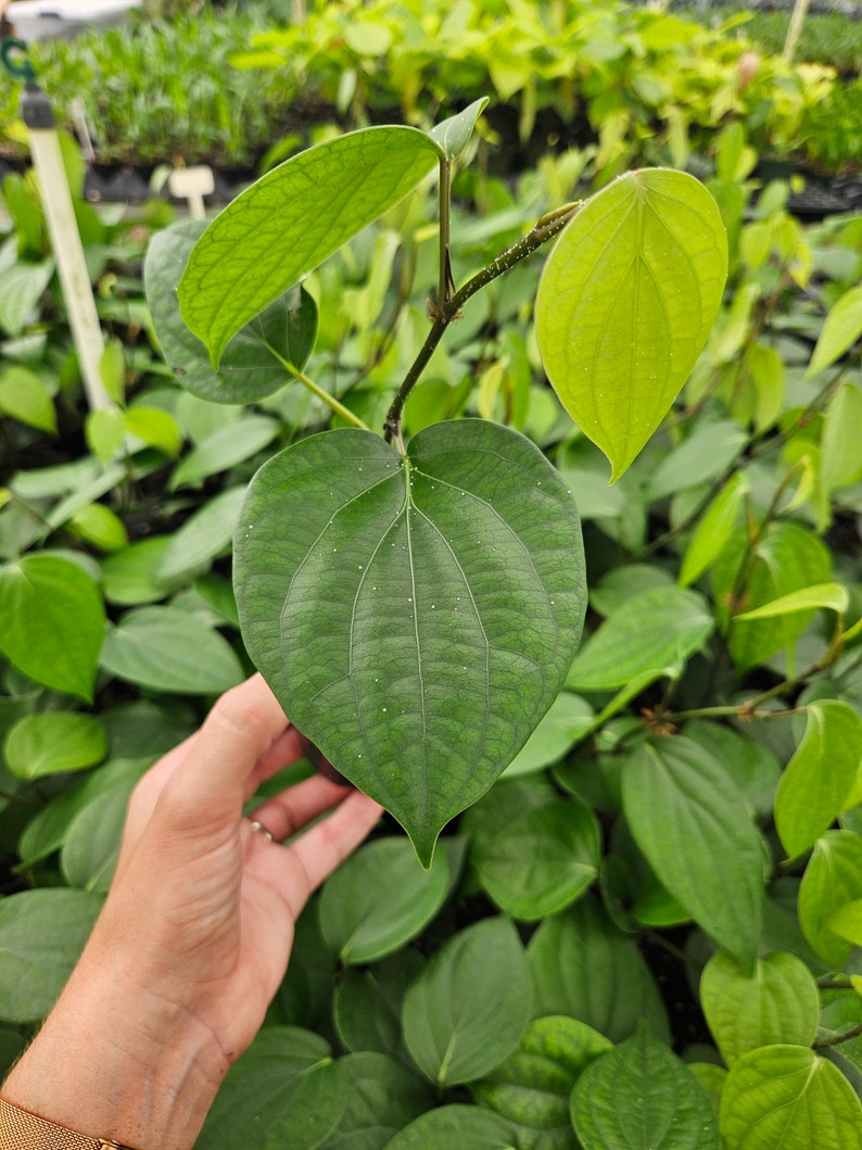 Live Black Pepper Plant (Piper Nigrum) - Thumbnail 2